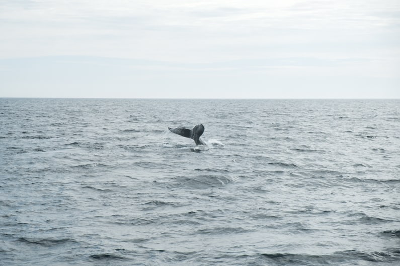 North Atlantic Whale Watch Tour 